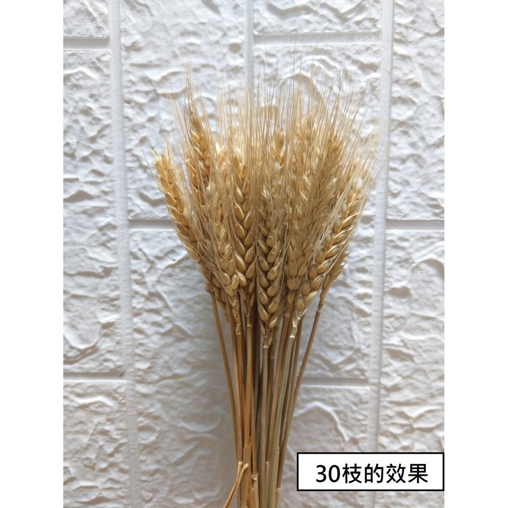 台灣現貨【乾燥麥穗40cm】天然小麥花材 多入 插瓶綁束 畢業花束拍照佈置 花藝手作材料 花藝材料 DIY