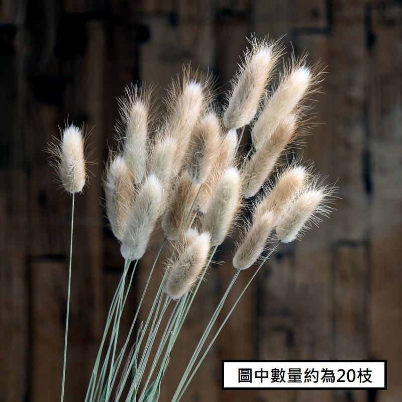 兔尾草【原色】（10枝）