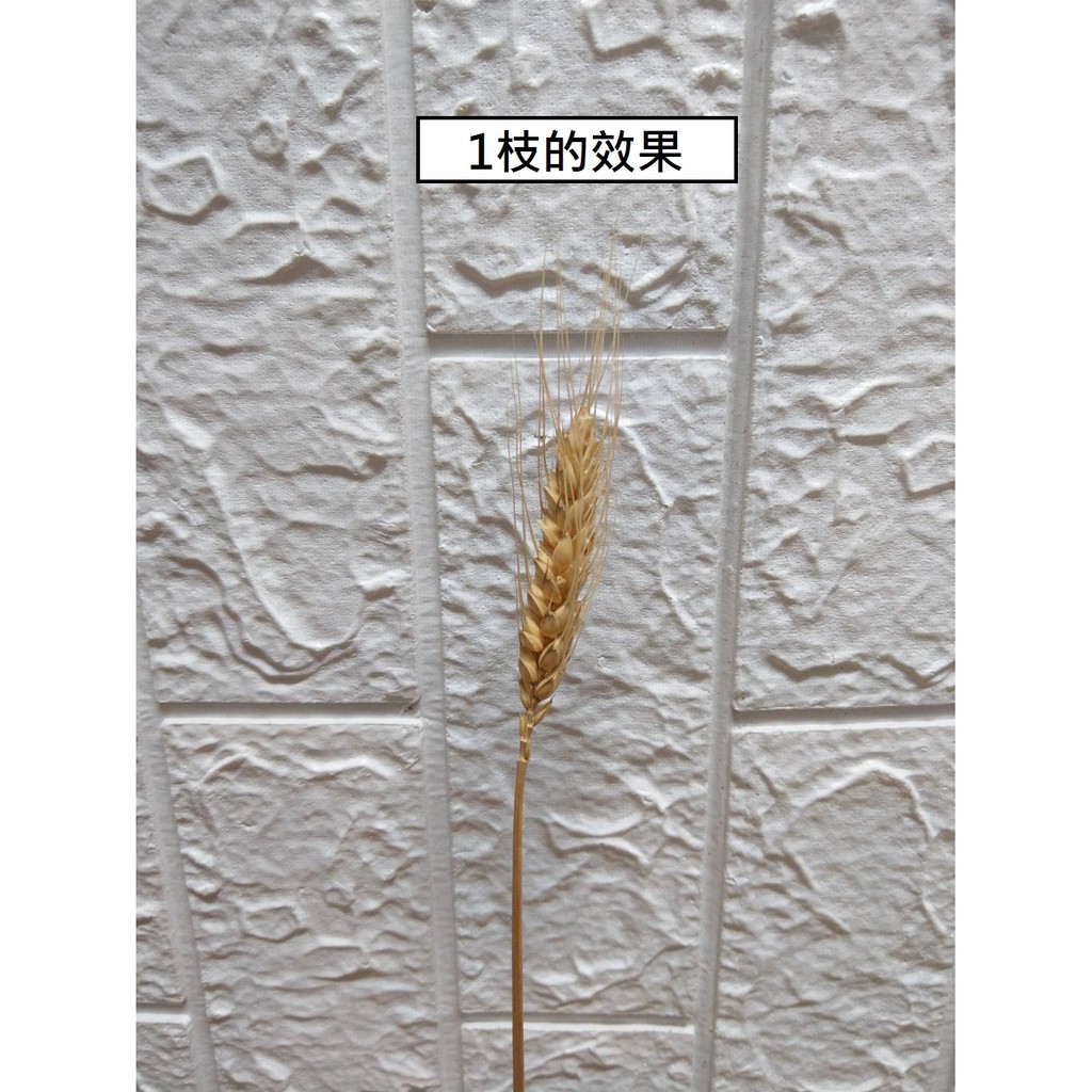 台灣現貨【乾燥麥穗40cm】天然小麥花材 多入 插瓶綁束 畢業花束拍照佈置 花藝手作材料 花藝材料 DIY