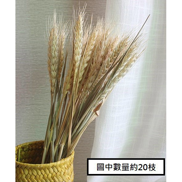 台灣現貨【乾燥麥穗40cm】天然小麥花材 多入 插瓶綁束 畢業花束拍照佈置 花藝手作材料 花藝材料 DIY