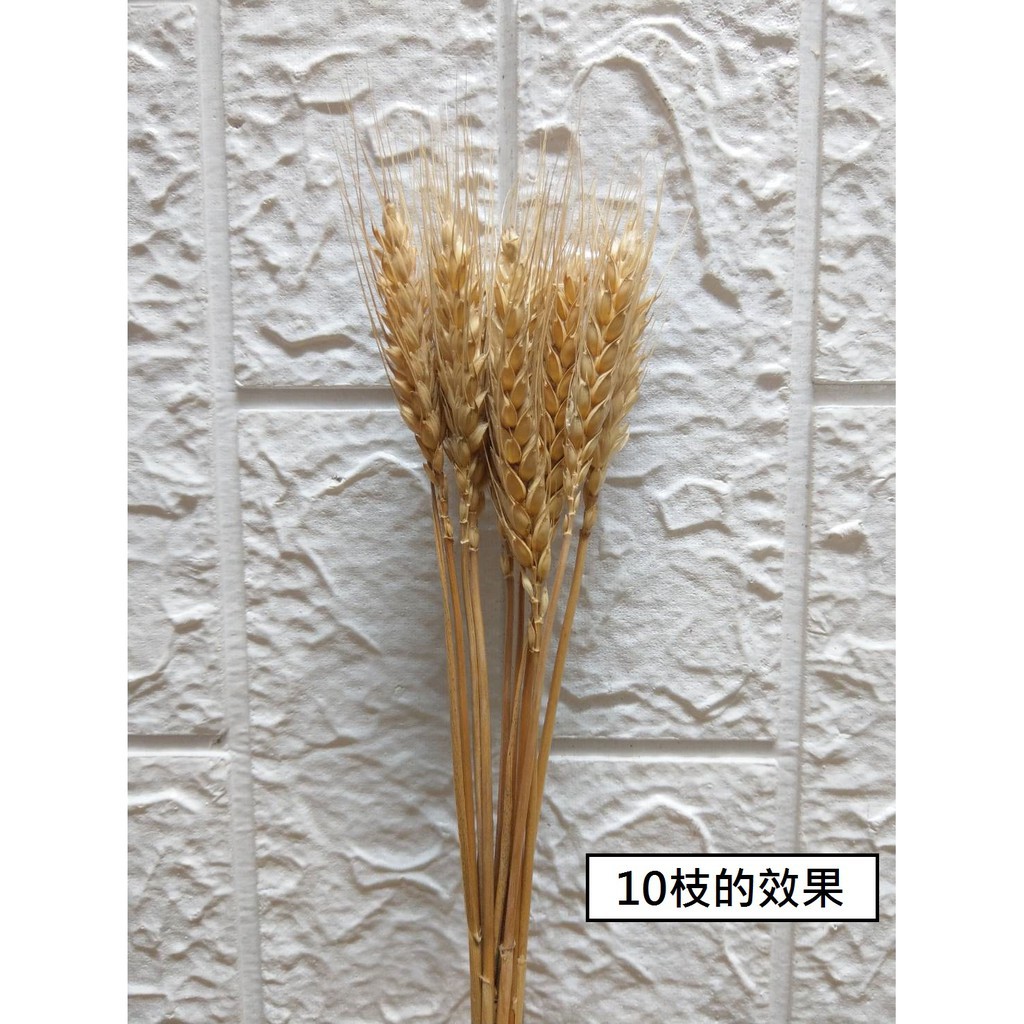 台灣現貨【乾燥麥穗40cm】天然小麥花材 多入 插瓶綁束 畢業花束拍照佈置 花藝手作材料 花藝材料 DIY