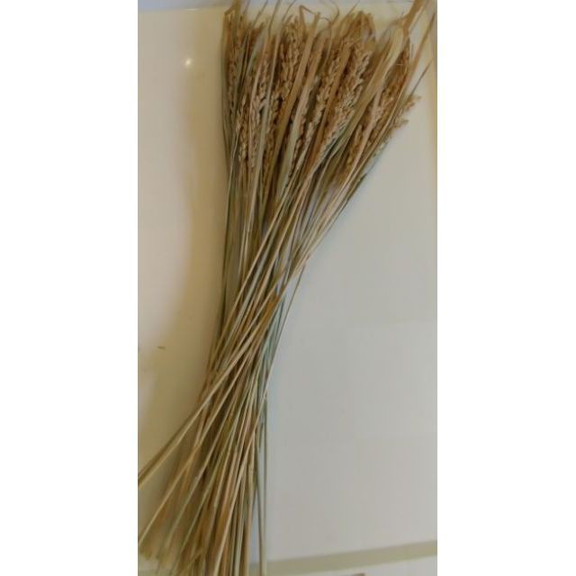台灣現貨【乾燥稻穗】天然乾燥花材 40cm稻穗束 拜拜供花 花圈注連繩手作佈置材料 新年佈置 花藝材料 花圈藤圈 DIY