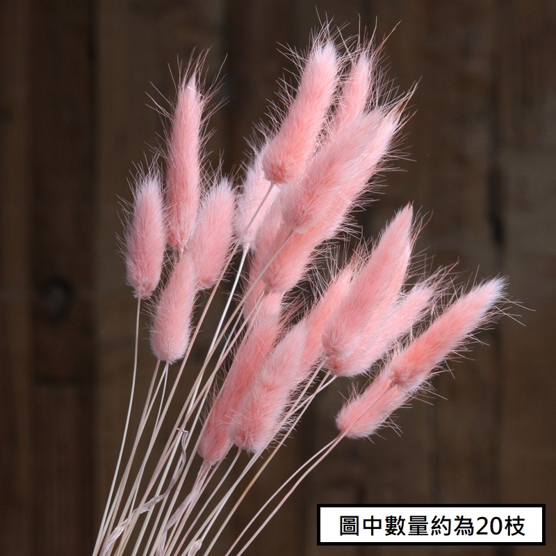 兔尾草【粉】（10枝）