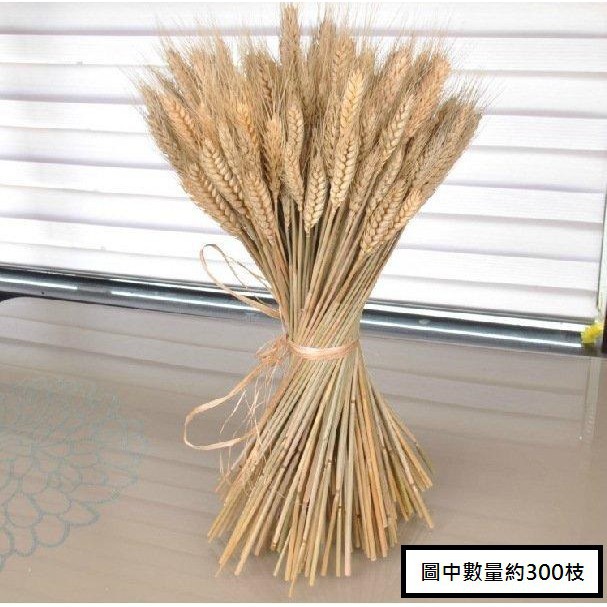 台灣現貨【乾燥麥穗40cm】天然小麥花材 多入 插瓶綁束 畢業花束拍照佈置 花藝手作材料 花藝材料 DIY