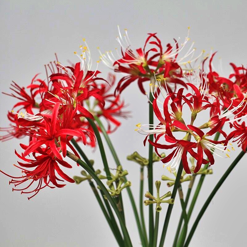 台灣現貨【仿真彼岸花】佛花拜拜供花 祭祀追思佈置 大花單花或3頭 拍照展示道具 花藝材料