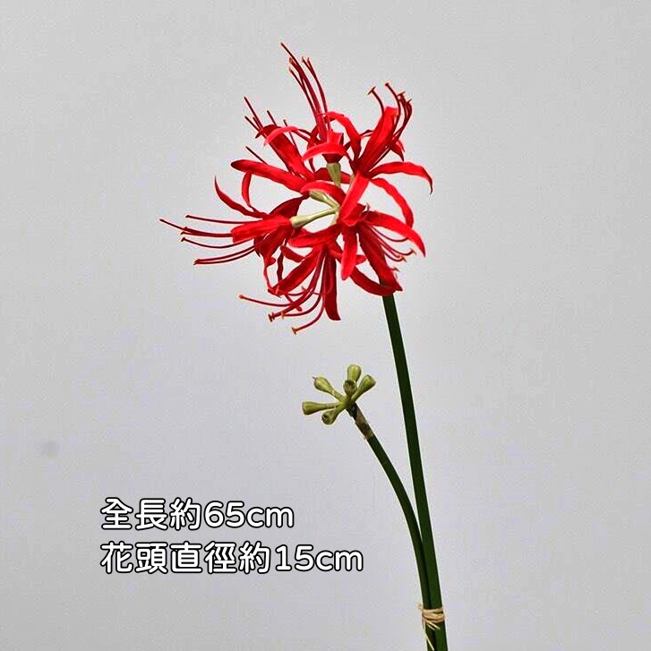 大彼岸花(紅花紅心)1花1苞