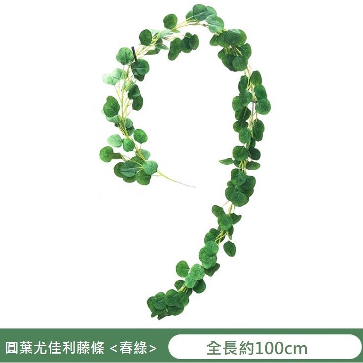 100cm圓葉尤加利❰春綠❱,價格為1條的價格