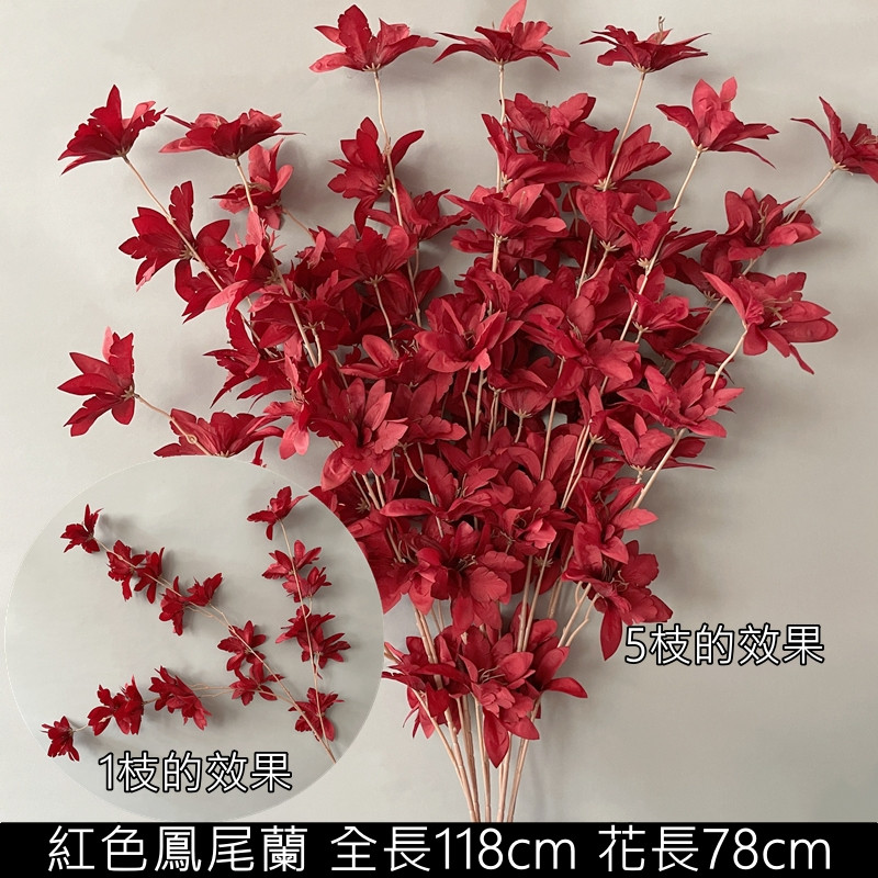紅色鳳尾蘭