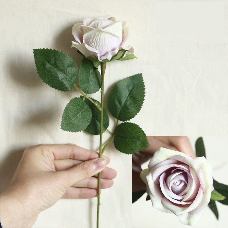 紫芯