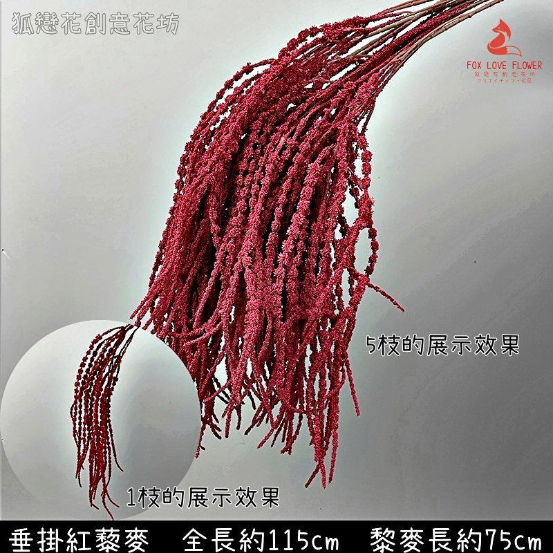 紅色垂吊藜麥