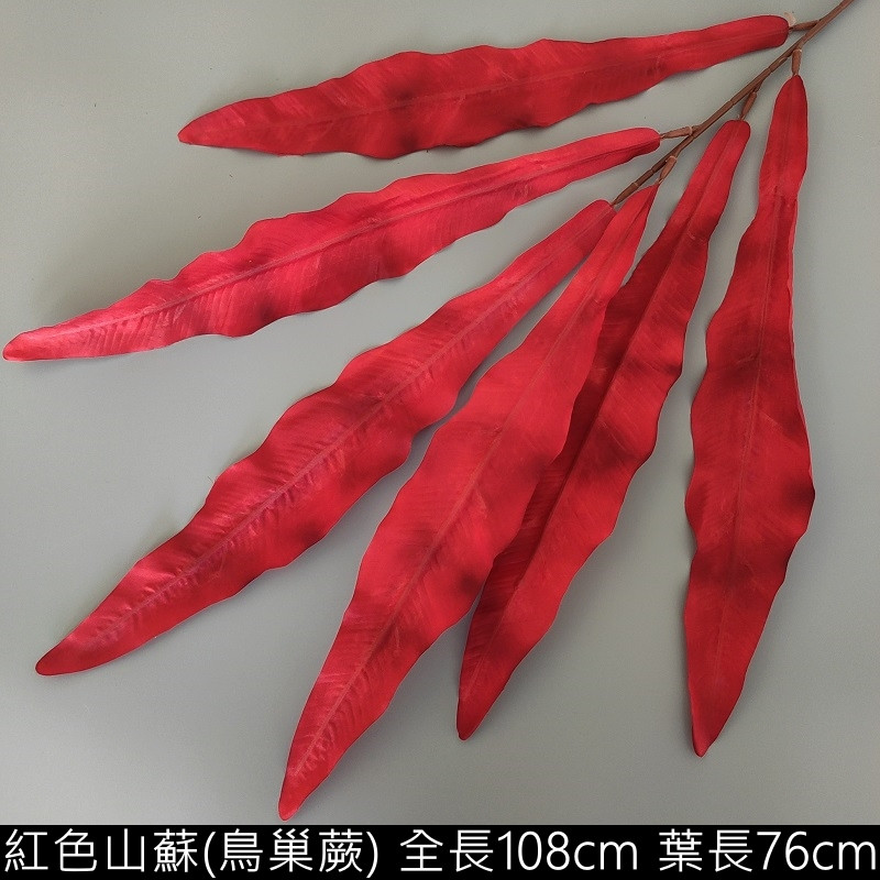 紅色山蘇