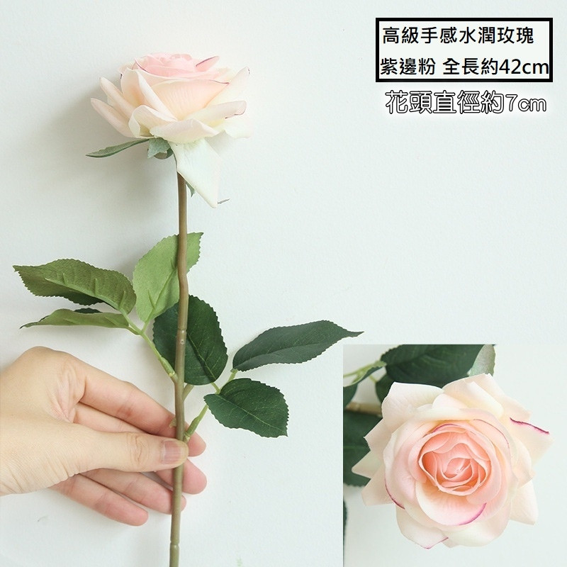 水潤角玫瑰❰紫邊淺粉❱