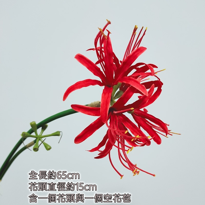 純紅彼岸花