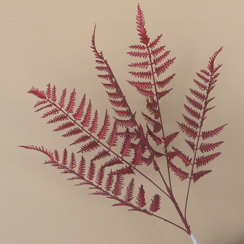 紅色 | 5叉高山羊齒蕨 ( 1支 )