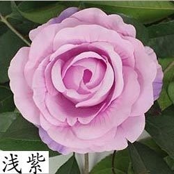 <淺紫>12cm大玫瑰4朵