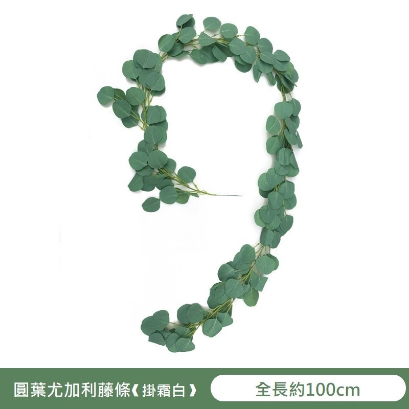 100cm圓葉尤加利❰掛霜白❱,價格為1條的價格
