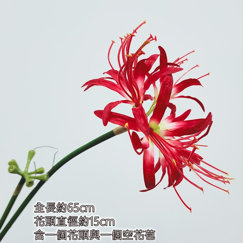 紅花紅心彼岸花
