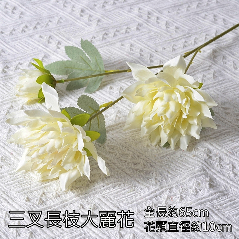 白色3頭大麗花