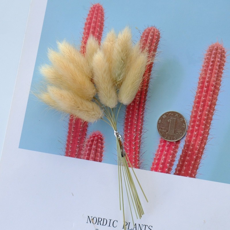 ❰原色❱短束兔尾草(一束10枝)