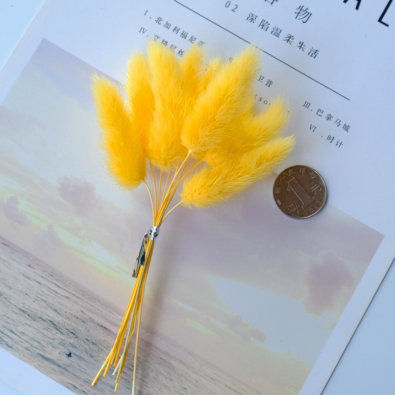 ❰橙色❱短束兔尾草(一束10枝)