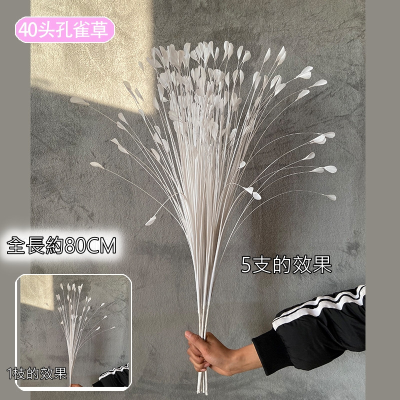 白色孔雀草