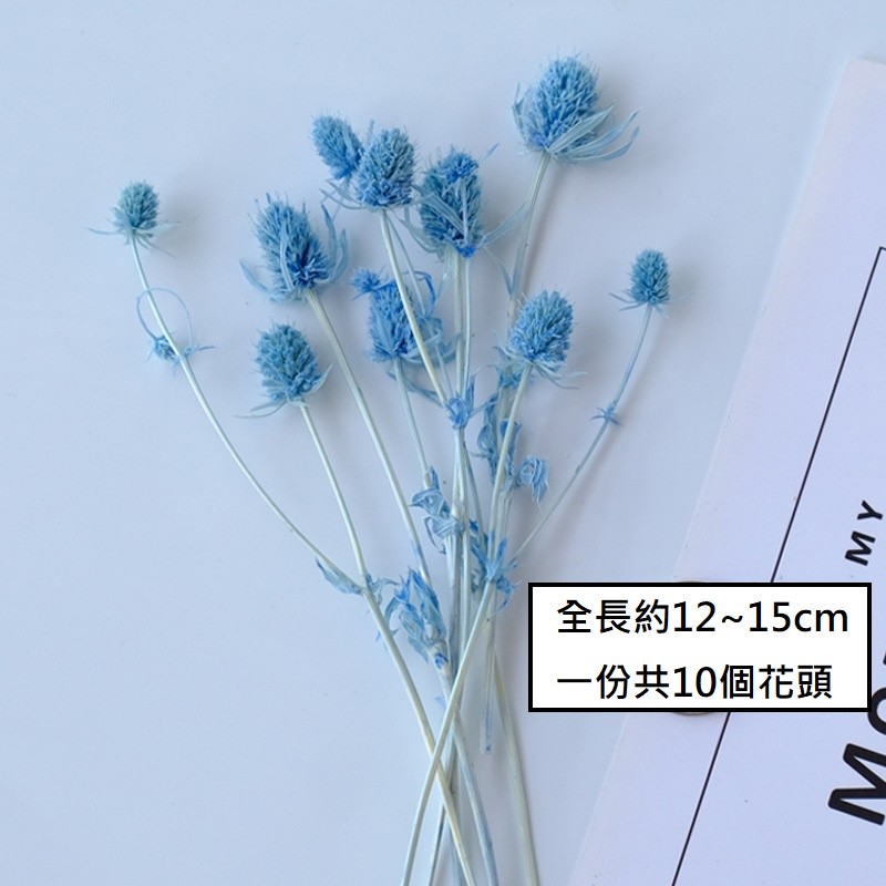 ❰天藍❱永生刺芹(10個花頭),數量請以選項為主