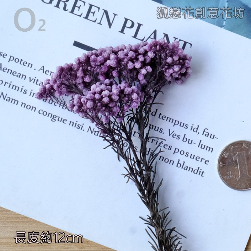 ❰紫色❱永生小米花(1份)