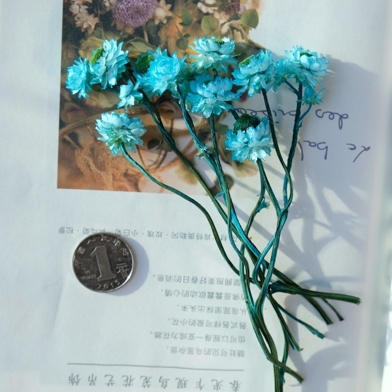 ❰藍色❱銀苞菊(1份約10個花頭)