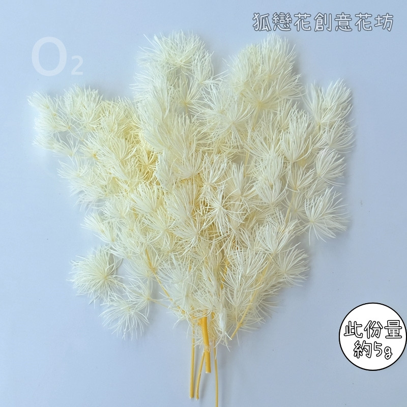 ❰白色❱蓬萊松(5g)
