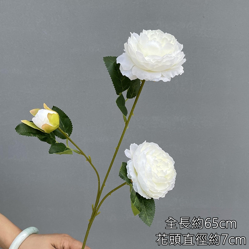 白色3頭洋牡丹
