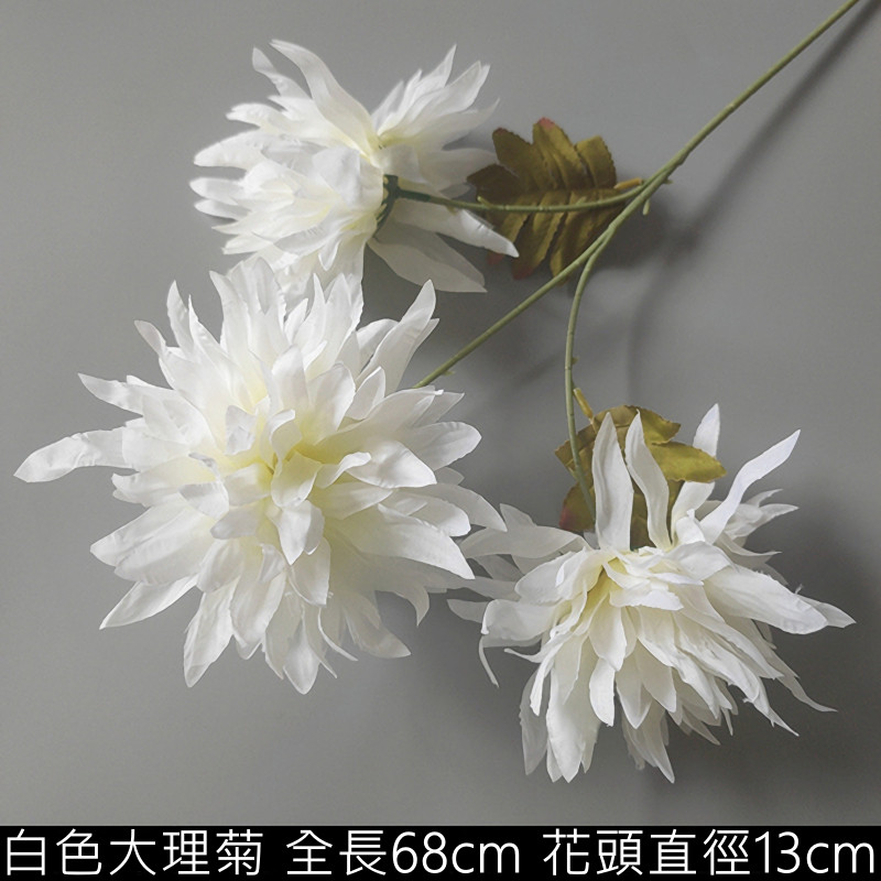 白色大理菊