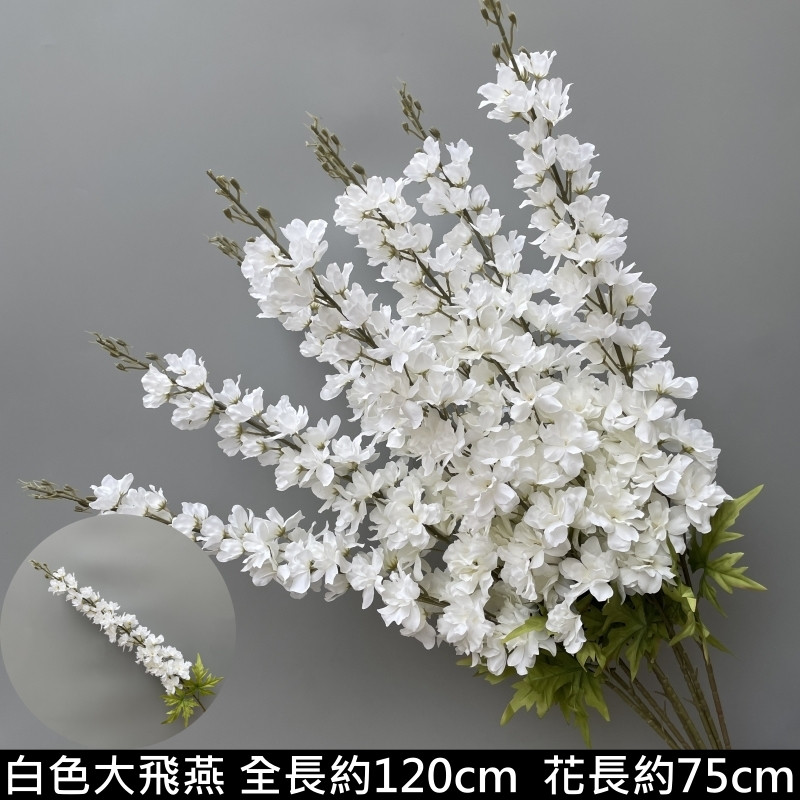 白色大飛燕