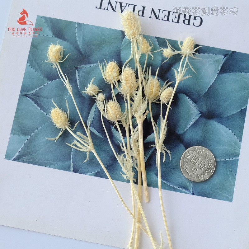 ❰米白❱永生刺芹(1份)