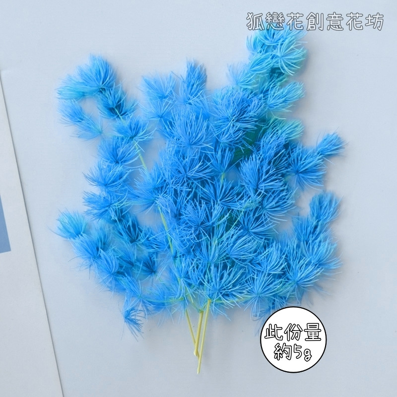 ❰天藍❱蓬萊松(5g)