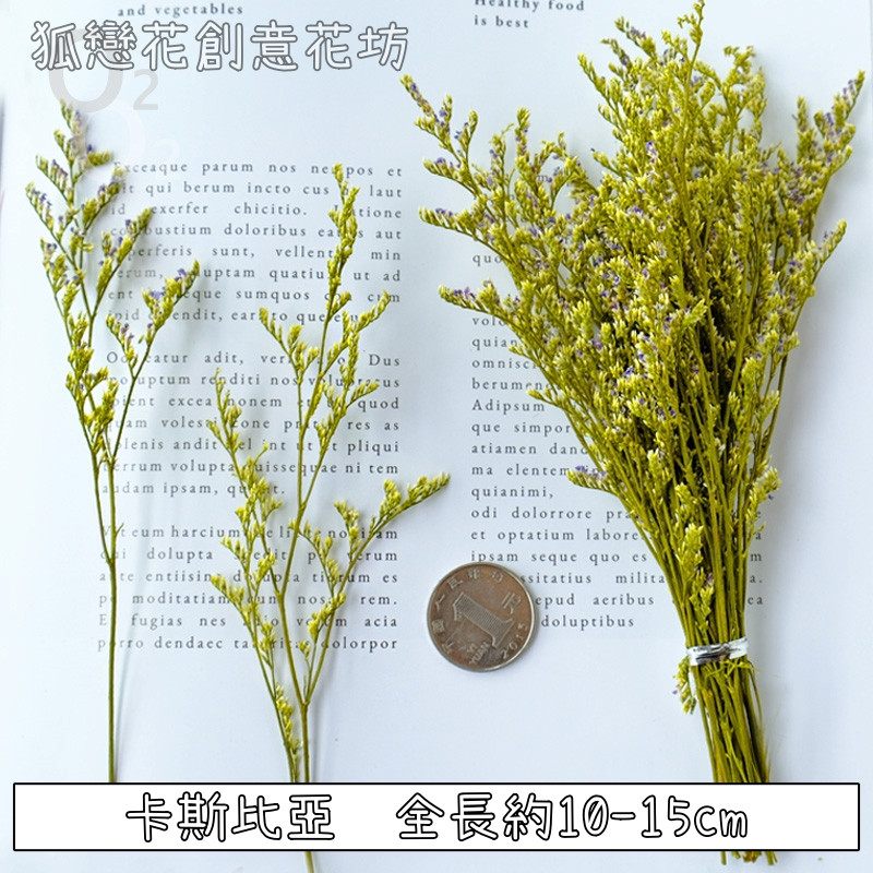 ❰黃色❱短束卡斯比亞(1份)