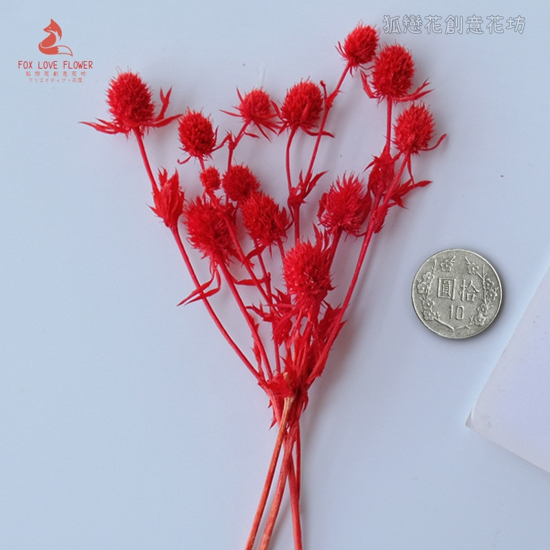 ❰大紅❱永生刺芹(1份)