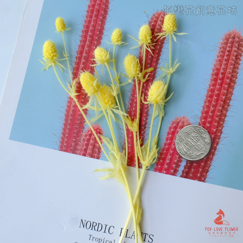 ❰黃色❱永生刺芹(1份)
