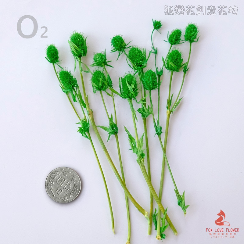 ❰綠色❱永生刺芹(1份)