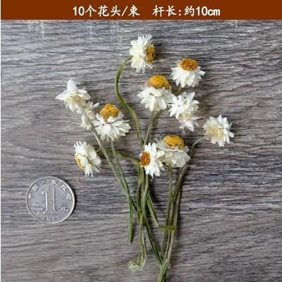 ❰白色❱銀苞菊(1份約10個花頭)