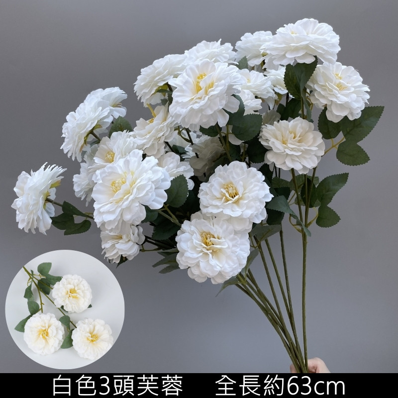 白色芙蓉