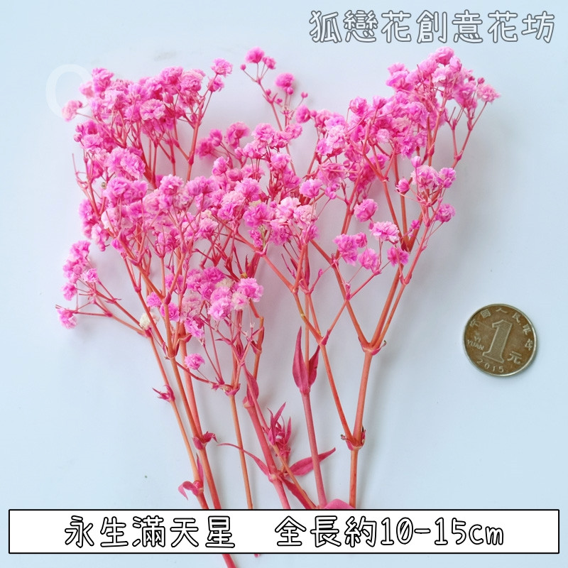 ❰粉色❱短束永生滿天星(1份)