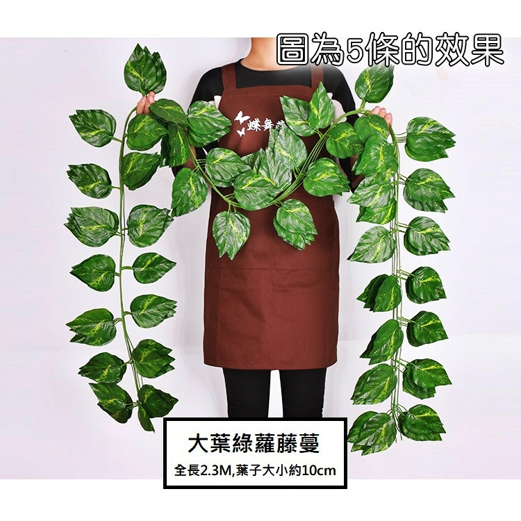 <大葉綠蘿>(買4送1),價格為1條的價格