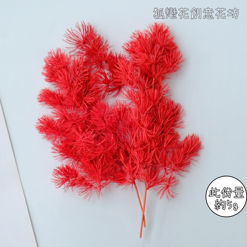 ❰大紅❱蓬萊松(5g)
