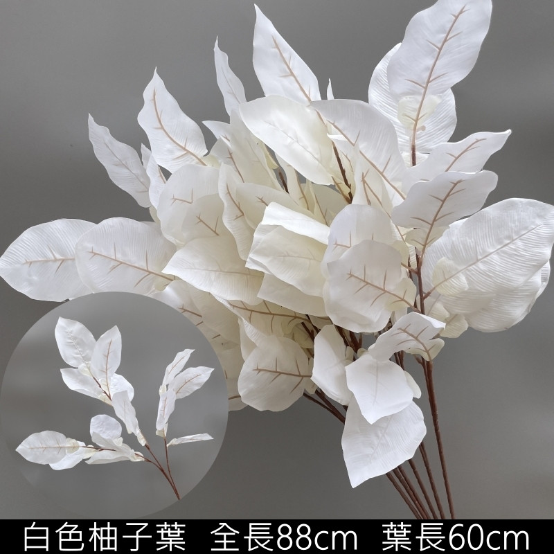 白色柚子葉