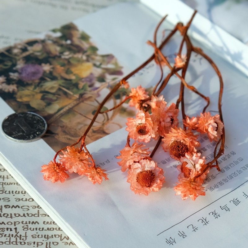 ❰橙色❱銀苞菊(1份約10個花頭)