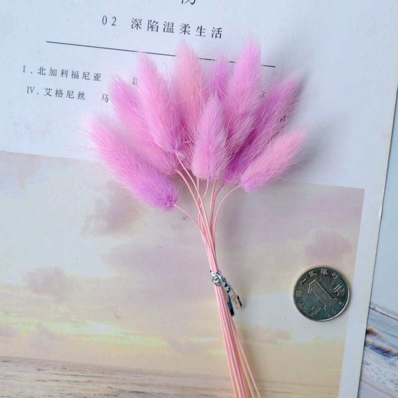 ❰淺紫❱短束兔尾草(一束10枝)