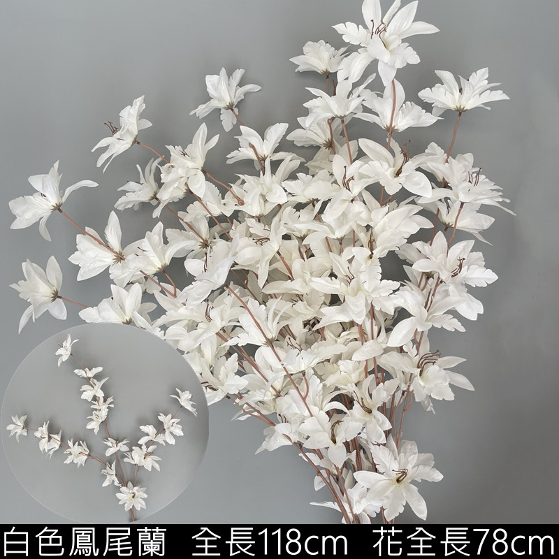 白色鳳尾蘭