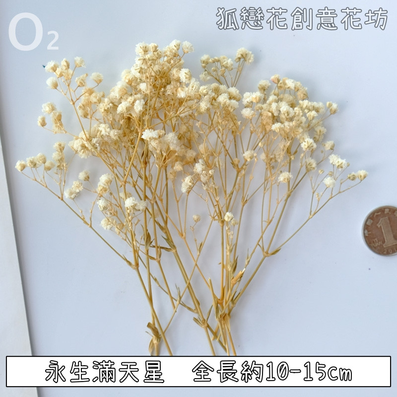 ❰白色❱短束永生滿天星(1份)