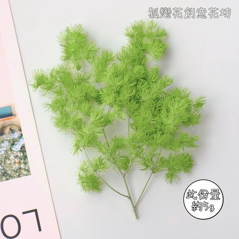 ❰淺綠❱蓬萊松(5g)