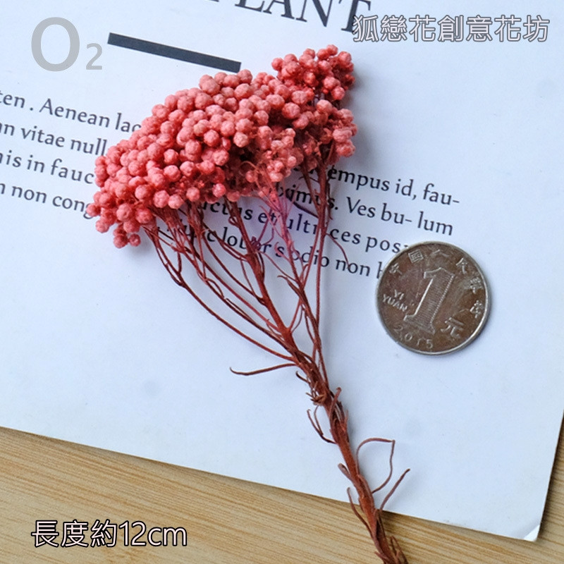 ❰粉色❱永生小米花(1份)